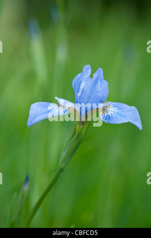 Iris sibirica 'Canonbury Belle', Iris, fleur bleue, fond vert. Banque D'Images