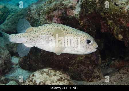 Poisson porc-épic (hystrix Diodon), Bonaire, Antilles néerlandaises, Amérique Banque D'Images