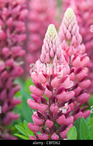 Lupinus 'Gallery Red', lupin, fleurs pourpre massés. Banque D'Images