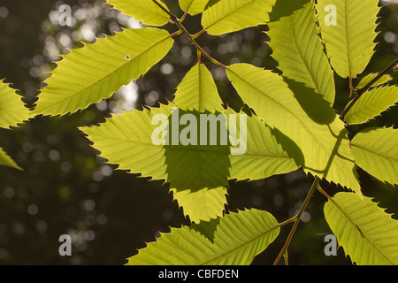 Le Châtaignier (Castanea sativa). Les feuilles, le rétroéclairage en soleil d'été. Le Norfolk. Banque D'Images