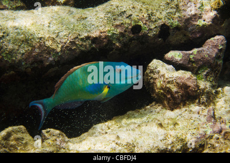 Redtail Perroquet Sparisoma (chrysopterum), Bonaire, Antilles néerlandaises, Amérique Banque D'Images