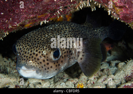 Poisson porc-épic (hystrix Diodon), Bonaire, Antilles néerlandaises, Amérique Banque D'Images