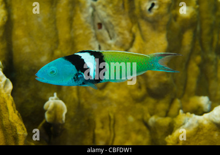 Bluehead (Thalassoma bifasciatum), Bonaire, Antilles néerlandaises, Amérique Banque D'Images