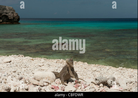 Iguane vert (Iguana iguana), sur la plage, le Parc National De Slagbaai, Bonaire, Antilles néerlandaises, Amérique Banque D'Images