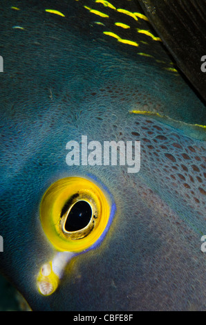 Angelfish Pomacanthus paru (français), Bonaire, Antilles néerlandaises, Amérique Banque D'Images