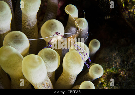 Pederson Periclimenes pedersoni Crevette (plus propre) sur l'anémone Condylactis gigantea (géant), Bonaire, Caraïbes Banque D'Images