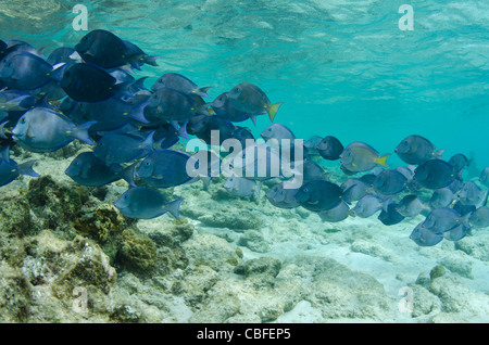 Blue Tang (Acanthurus coeruleus), Bonaire, Antilles néerlandaises, Amérique Banque D'Images