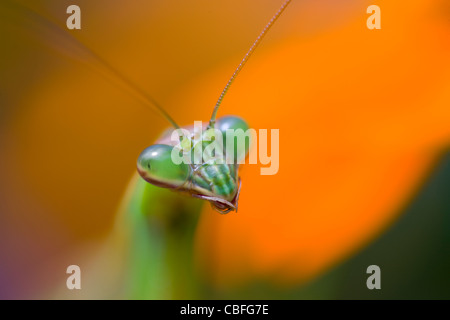 Close-up de la mante religieuse, Mantis chinois (Tenodera aridifolia sinensis) Banque D'Images