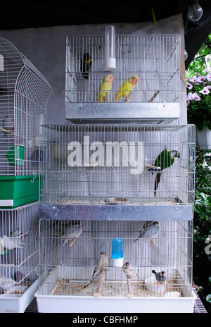 De petits oiseaux dans des cages empilées à vendre à Paris Banque D'Images