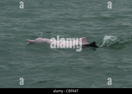 Dauphin à bosse de l'Indo-Pacifique (Sousa chinensis), veau femelle adulte et à la surface. Hong Kong, Delta de la rivière des Perles. Banque D'Images