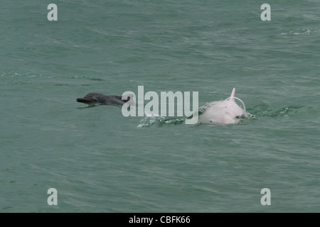 Dauphin à bosse de l'Indo-Pacifique (Sousa chinensis), veau femelle adulte et à la surface. Hong Kong, Delta de la rivière des Perles. Banque D'Images