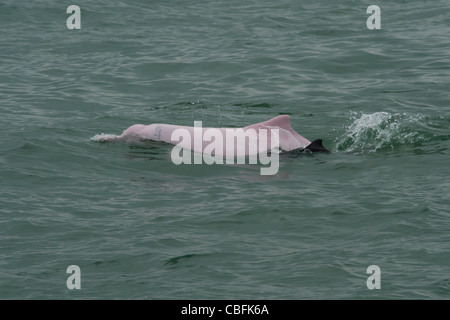 Dauphin à bosse de l'Indo-Pacifique (Sousa chinensis), veau femelle adulte et à la surface. Hong Kong, Delta de la rivière des Perles. Banque D'Images