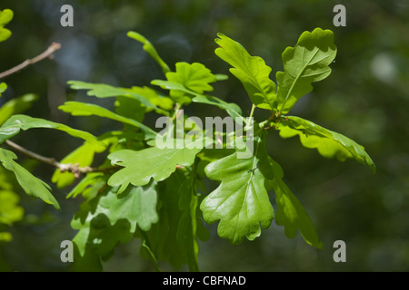 Feuilles de chêne (Quercus robur). Mai. Au printemps. Banque D'Images