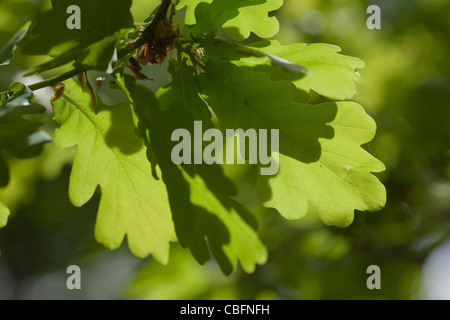 Feuilles de chêne (Quercus robur). Feuillage d'un arbre de mai. Le rétroéclairage en dessous du soleil. Banque D'Images