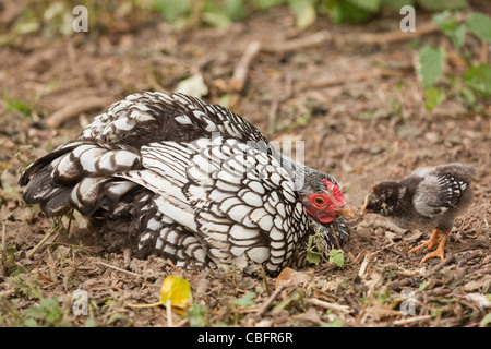 Silver-lacé Wyandotte Poule Bantam (Gallus gallus). Mélancolique, avec un poussin, la poussière le bain. Banque D'Images