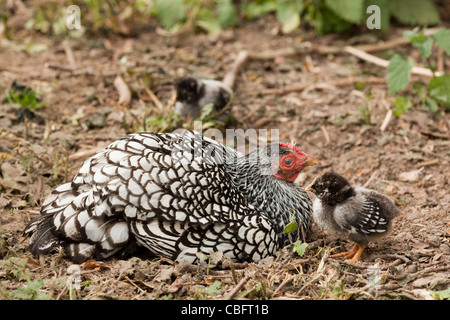 Silver-lacé Wyandotte Poule Bantam (Gallus gallus). Mélancolique, la poussière le bain. Deux poussins aux côtés. Banque D'Images