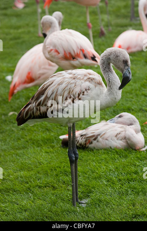 Flamant du Chili (Phoenicopterus chilensis). Poussin bien développé de l'année. Les juvéniles. Immatures. Oiseaux en plumage adulte derrière. Banque D'Images