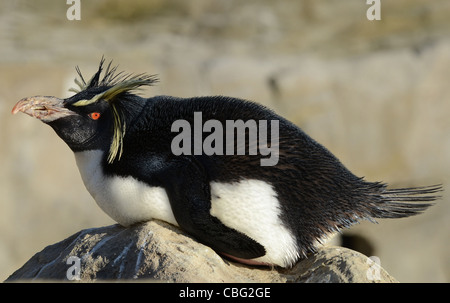 Rock Hopper Penguin Banque D'Images