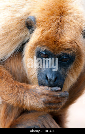 Singe hurleur noir femelle dans un refuge pour animaux à Samaipata, Bolivie, près du parc national Amboro Banque D'Images