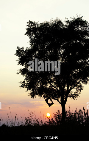 Découper le papier en forme de coeur dans un arbre au coucher du soleil. Silhouette Banque D'Images
