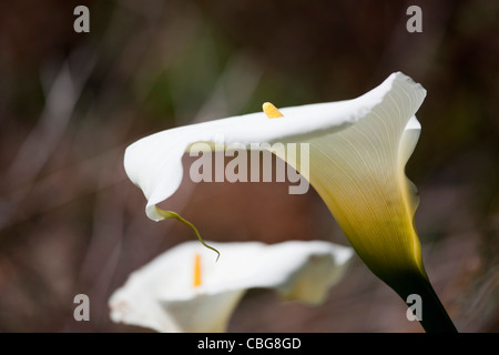 Un livre blanc calla lily Banque D'Images