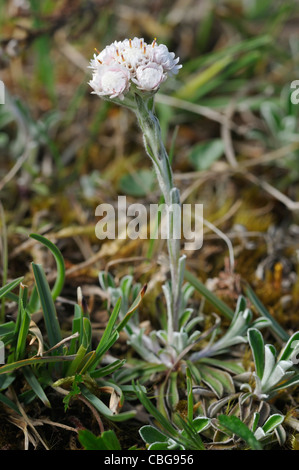 Éternelle de montagne ou le pied de chat - Antennaria dioica croissant sur le Burren, Irlande Banque D'Images