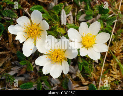 La dryade - Dryas octopetala, poussant sur le Burren Banque D'Images