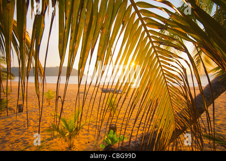 Voir à travers les feuilles de palmier d'une plage au coucher du soleil Banque D'Images