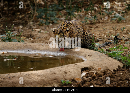 Leopard dans Parc national de Yala Banque D'Images