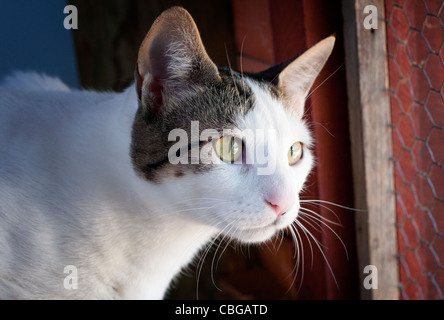 Belle trois couleurs furry cat Banque D'Images