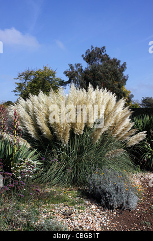 Cortaderia selloana. RENDATLERI L'herbe de la pampa. TUSSOCK GRASS. Banque D'Images