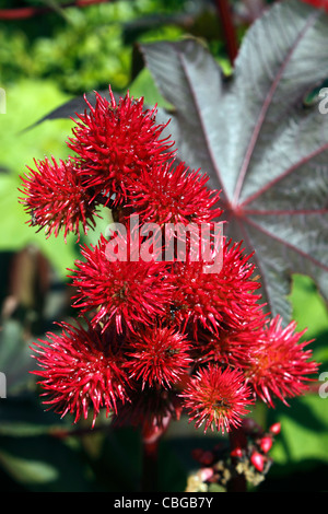 RICINUS COMMUNIS Nouvelle-zélande mauve. Le ricin. Banque D'Images