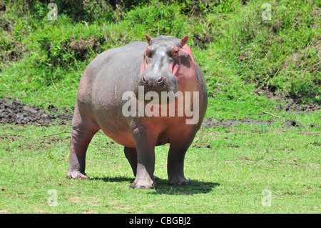 L'hippopotame, le Masai Mara Banque D'Images