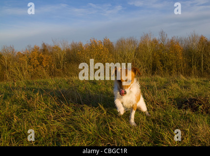 Un Parsons Jack Russell Terrier vient vers l'appareil photo Banque D'Images