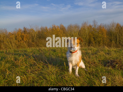Un Parsons Jack Russell Terrier assis dehors dans les champs Banque D'Images