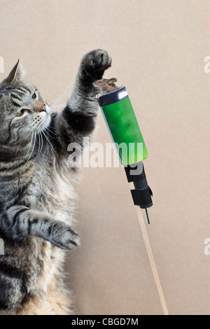 Souris pour chat prépare le lancement de fusée Banque D'Images