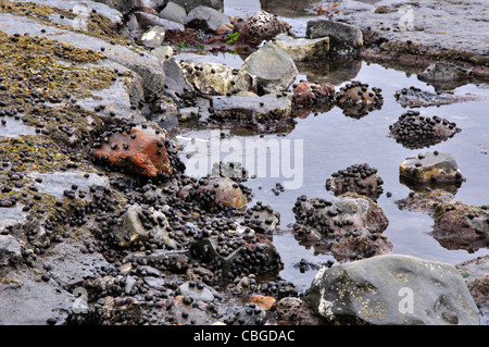 Rockpools à large rebord, Lyme Regis sur la côte jurassique World Heritage Site UK Banque D'Images