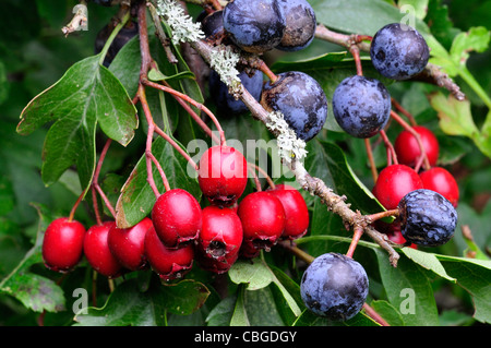 Noir et rouge fruits d'automne de la haie.UK Banque D'Images