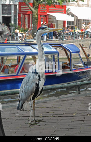Héron cendré sur la chaussée d'Amsterdam Banque D'Images