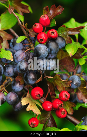 Prunelle et baies d'aubépine - l'automne haie récolter UK Banque D'Images