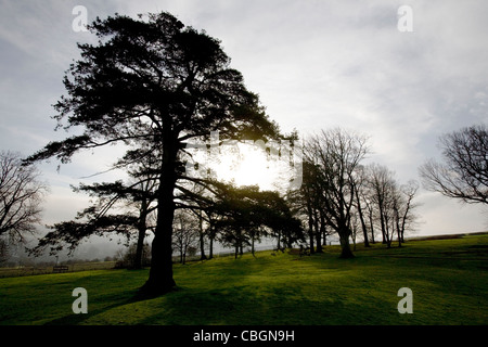 Jardins, Appuldurcombe House, Wroxall, île de Wight, Angleterre, Royaume-Uni, Banque D'Images