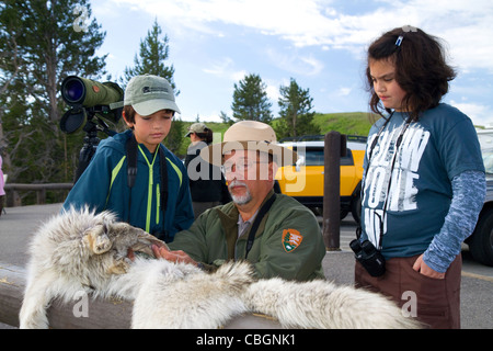 Park ranger les enfants montrant une peau de loup dans le Parc National de Yellowstone, aux États-Unis. Banque D'Images