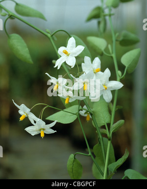 Morelle Solanum jasminoides Jasmin (album) Banque D'Images