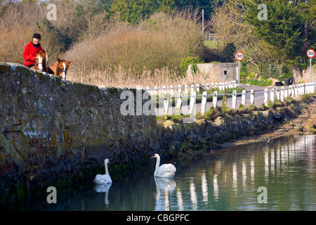 Les oiseaux, les cygnes, le Causeway, rivière Yar, eau douce, l'île de Wight, Angleterre, Royaume-Uni, Banque D'Images