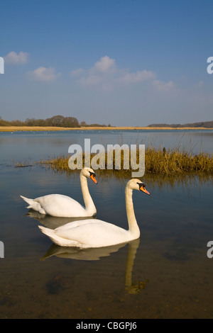 Les oiseaux, les cygnes, le Causeway, rivière Yar, eau douce, l'île de Wight, Angleterre, Royaume-Uni, Banque D'Images