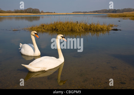 Les oiseaux, les cygnes, le Causeway, rivière Yar, eau douce, l'île de Wight, Angleterre, Royaume-Uni, Banque D'Images