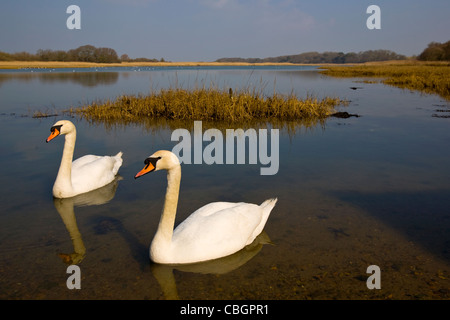 Les oiseaux, les cygnes, le Causeway, rivière Yar, eau douce, l'île de Wight, Angleterre, Royaume-Uni, Banque D'Images