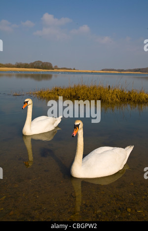 Les oiseaux, les cygnes, le Causeway, rivière Yar, eau douce, l'île de Wight, Angleterre, Royaume-Uni, Banque D'Images