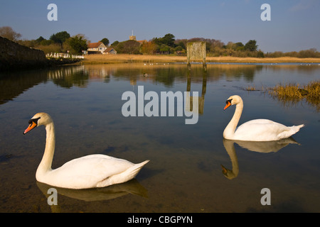 Les oiseaux, les cygnes, le Causeway, rivière Yar, eau douce, l'île de Wight, Angleterre, Royaume-Uni, Banque D'Images