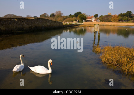 Les oiseaux, les cygnes, le Causeway, rivière Yar, eau douce, l'île de Wight, Angleterre, Royaume-Uni, Banque D'Images